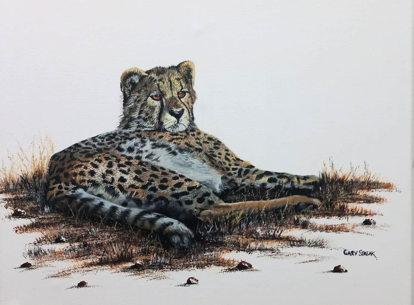 "Siesta" (Cheetah)