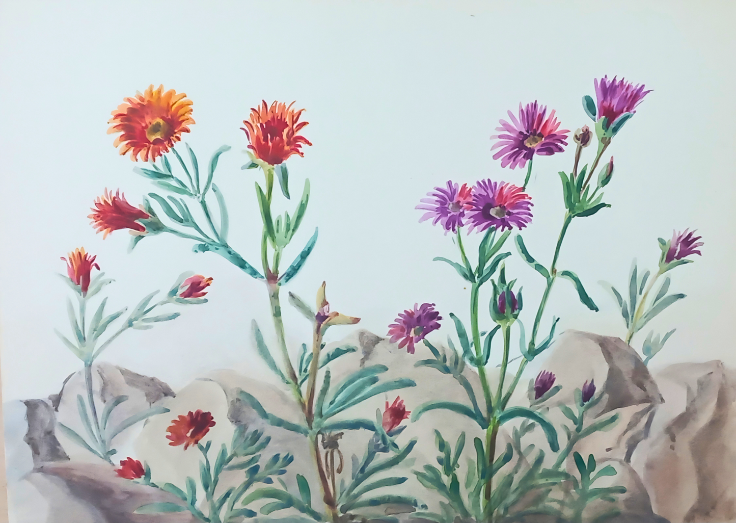 Botanical watercolour by Suz Zurcher of African daisy-style wildflowers in orange, purple and green tones among soft rocks.
