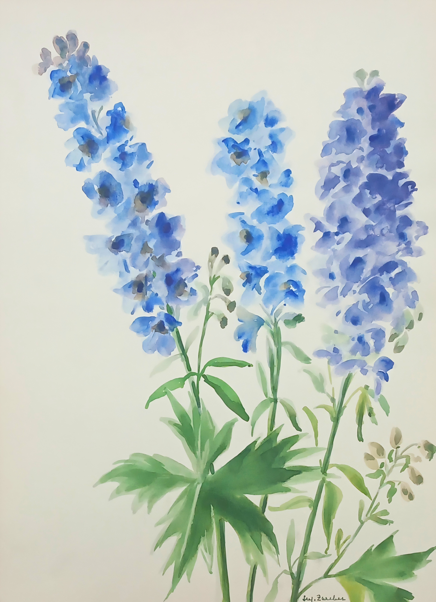 Botanical watercolour by Suz Zurcher of blue delphinium flower spikes with soft green stems and leaves.