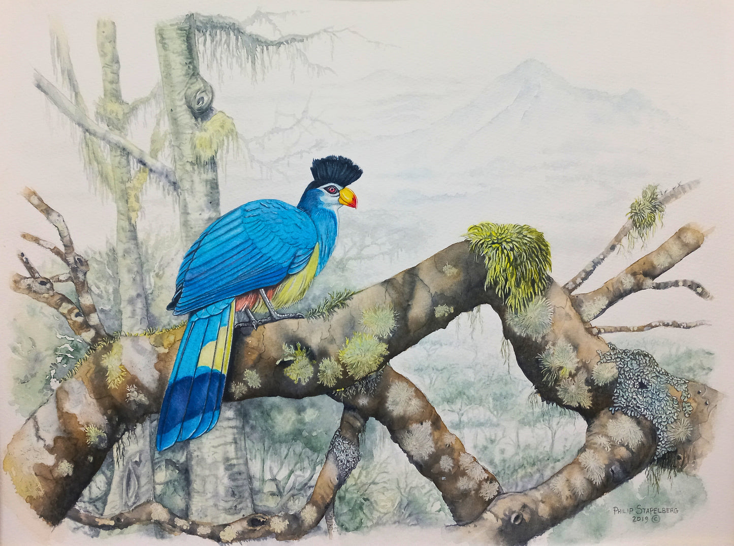 Philip Stapelberg original artwork featuring a Great Blue Turaco perched on a moss-covered branch in a soft forest setting.