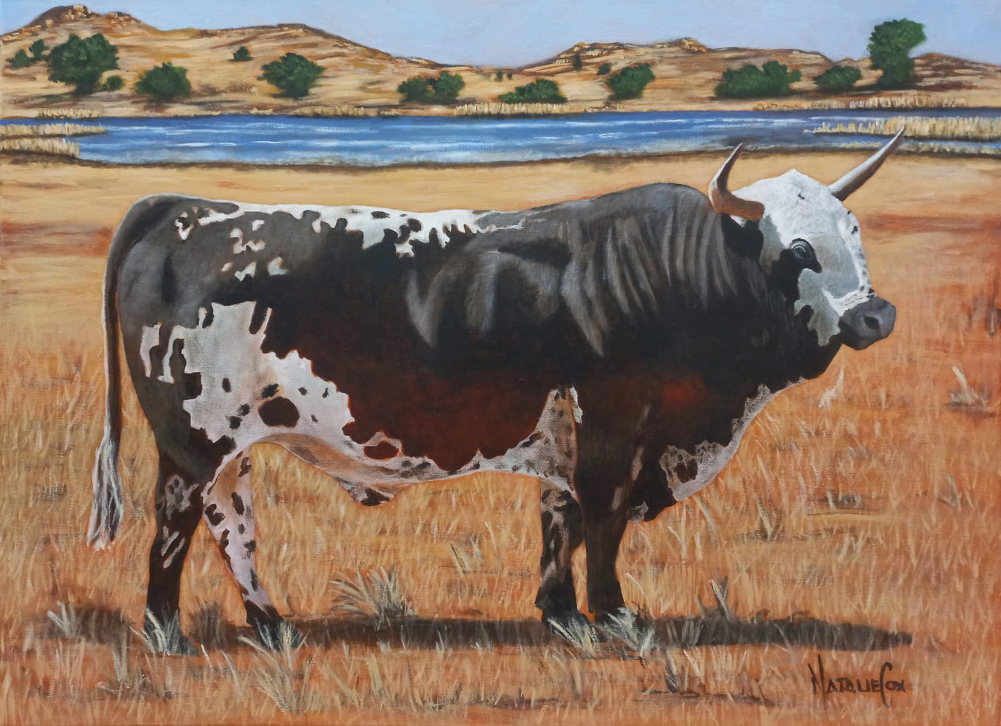 Nguni with Dam
