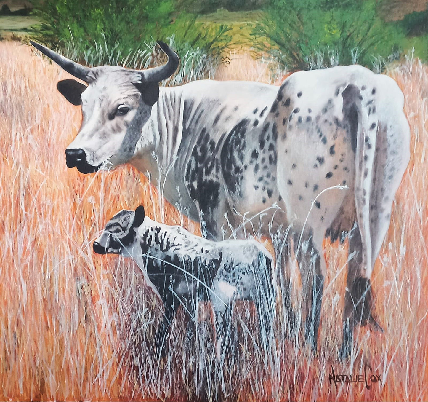 Nguni Calf and Mother