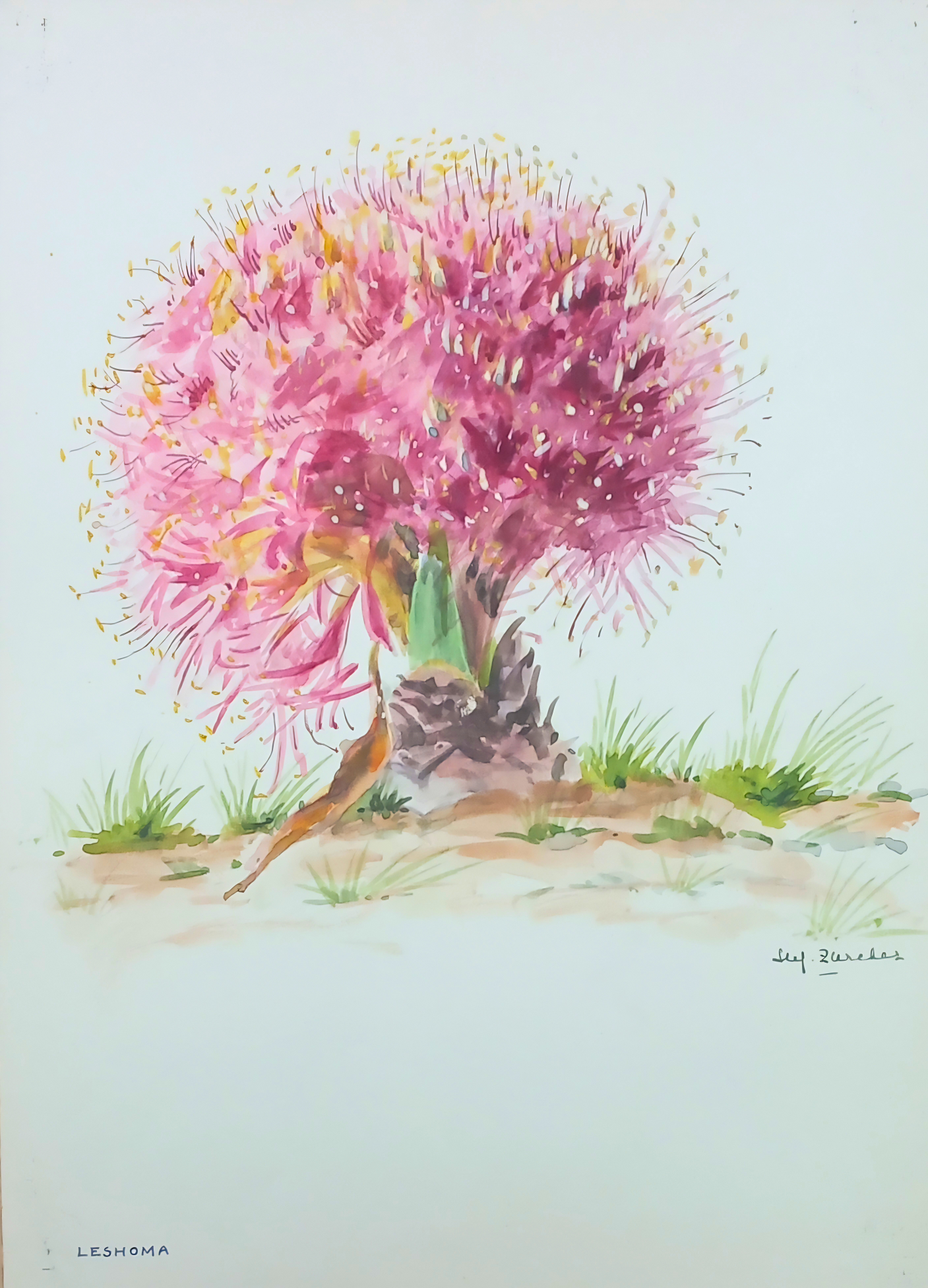 Botanical watercolour by Suz Zurcher of Leshoma, also known as Boophone disticha, with soft pink flowers and delicate green detail.