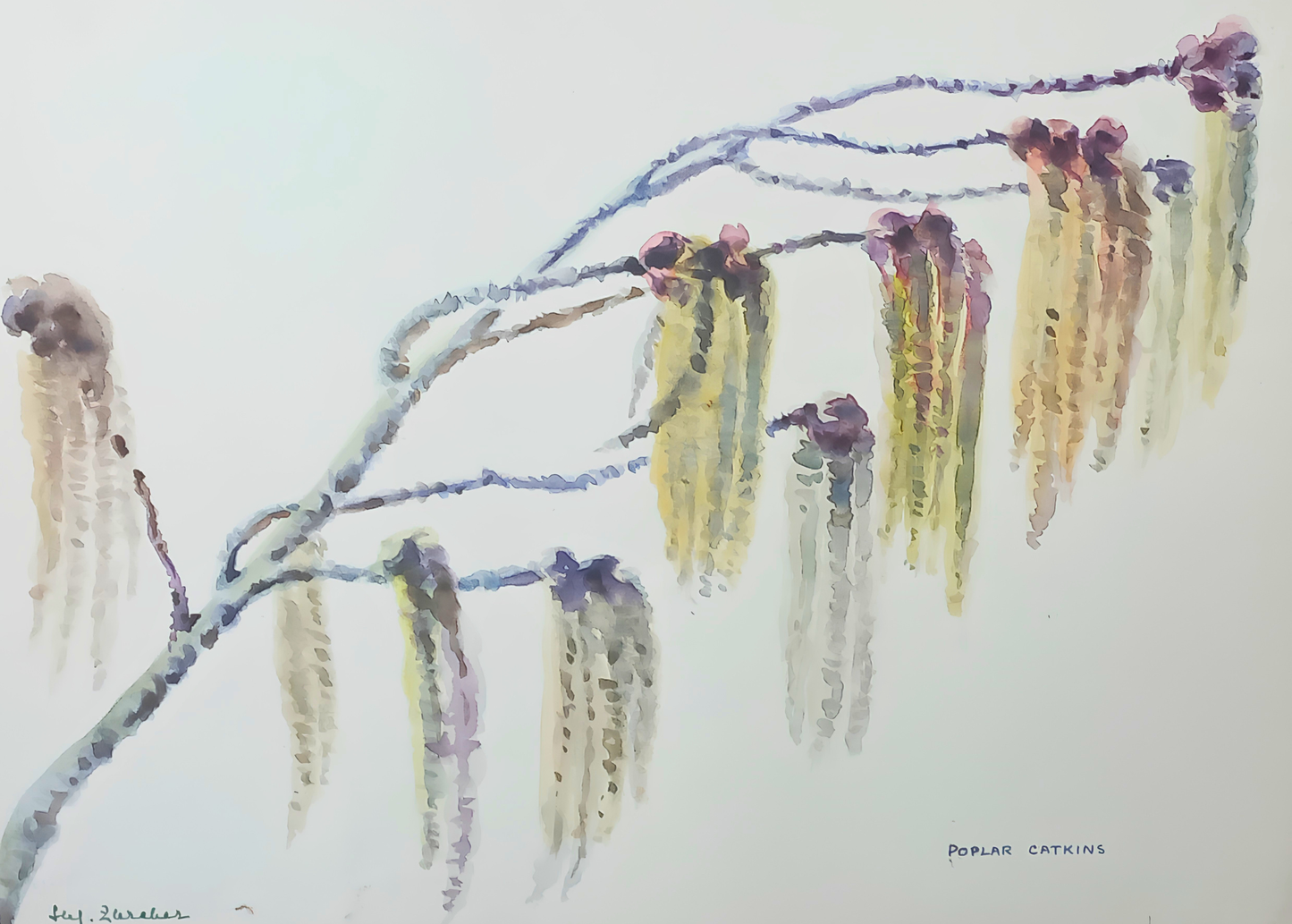 Botanical watercolour by Suz Zurcher of poplar catkins hanging from branches in soft green, yellow, mauve and grey tones.