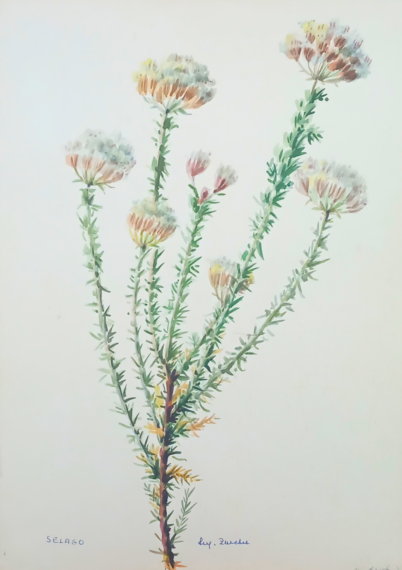 Delicate botanical watercolour by Suz Zurcher of Selago flowering stems with fine green foliage and soft cream-toned blooms.