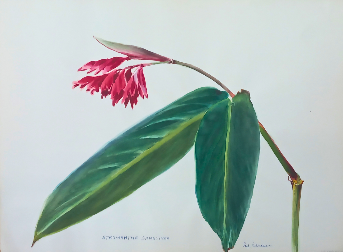 Botanical watercolour by Suz Zurcher of Stromanthe sanguinea with broad green leaves and a pink flowering head.