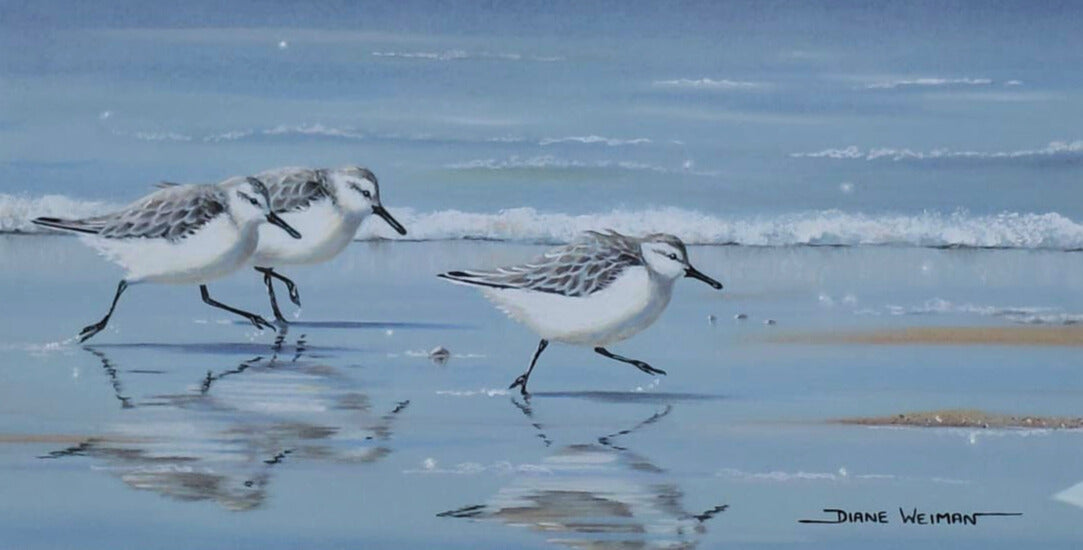 Pastel artwork of three sandpipers walking along a calm beach, with reflections in the wet sand and gentle waves in the background.
