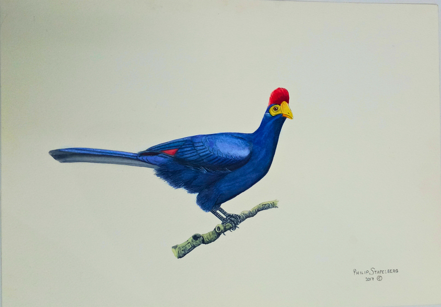 Philip Stapelberg original artwork featuring a Violet Turaco with vivid blue plumage, red crest and yellow beak perched on a branch.