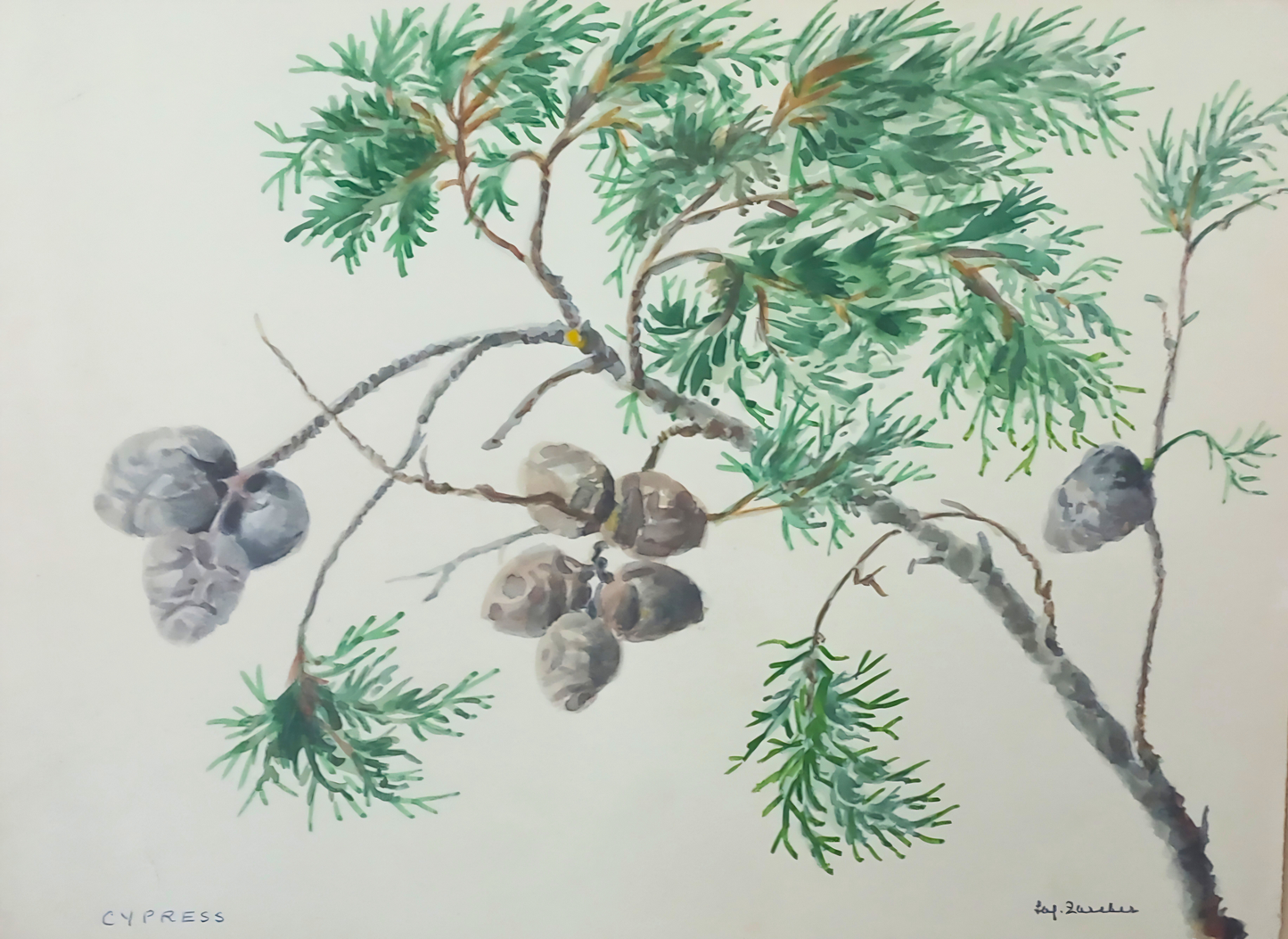 Botanical watercolour by Suz Zurcher of a cypress branch with textured cones and fine green foliage.