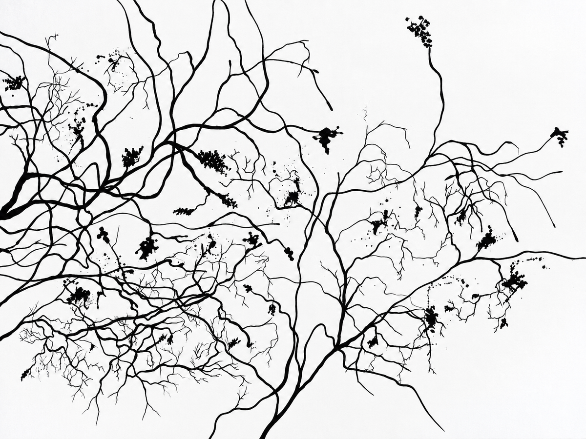 Ewaldi artwork: An airy network of thin, leafless branches stretches across a bright white background.