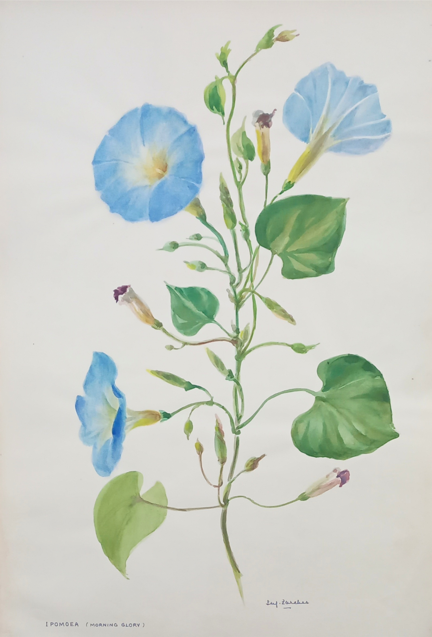 Suz Zurcher original watercolour artwork on artist paper depicting blue morning glory flowers with curling stems and green heart-shaped leaves