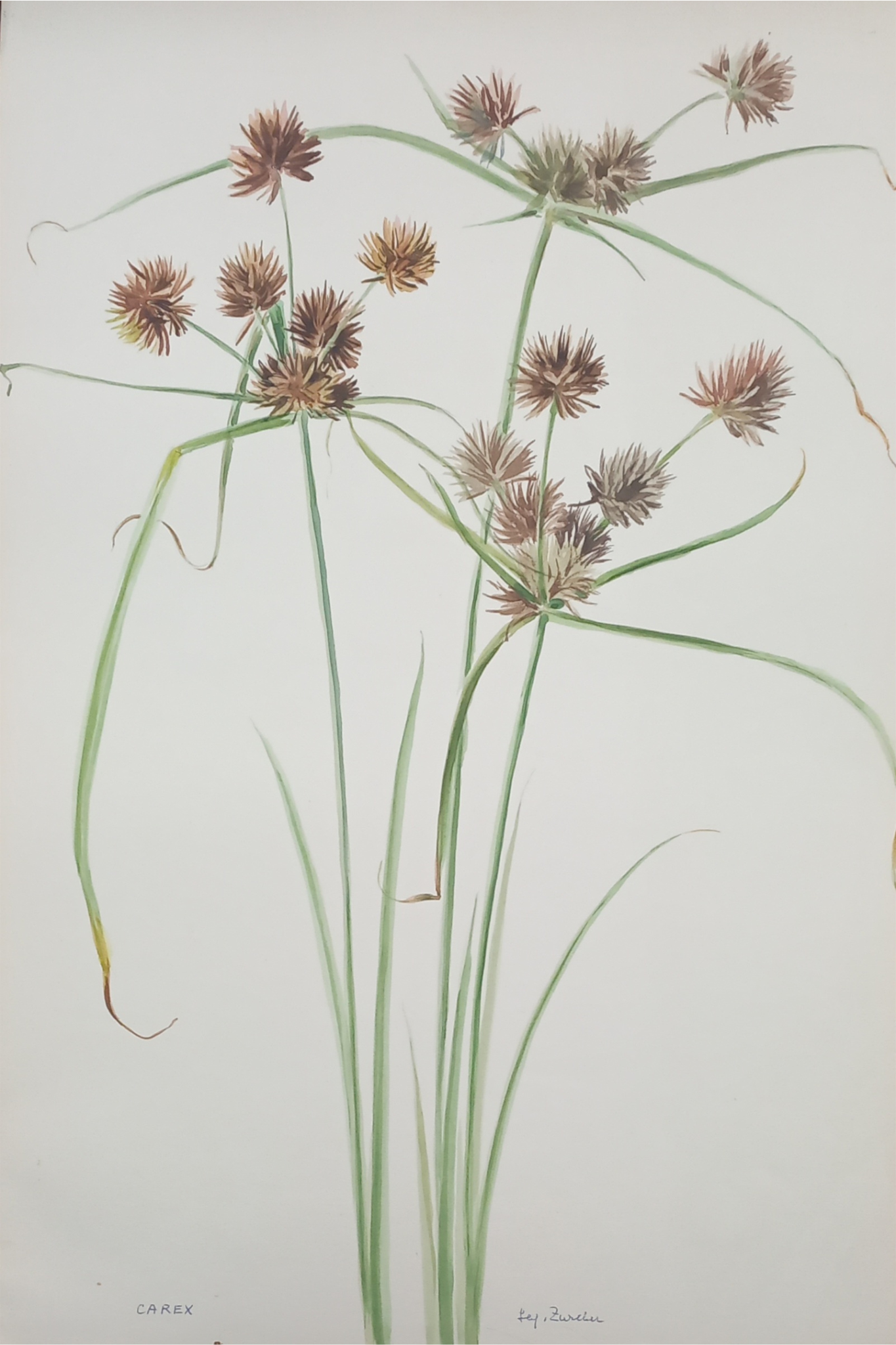 Suz Zurcher original watercolour artwork on artist paper depicting Carex sedge with slender green leaves and brown seed heads