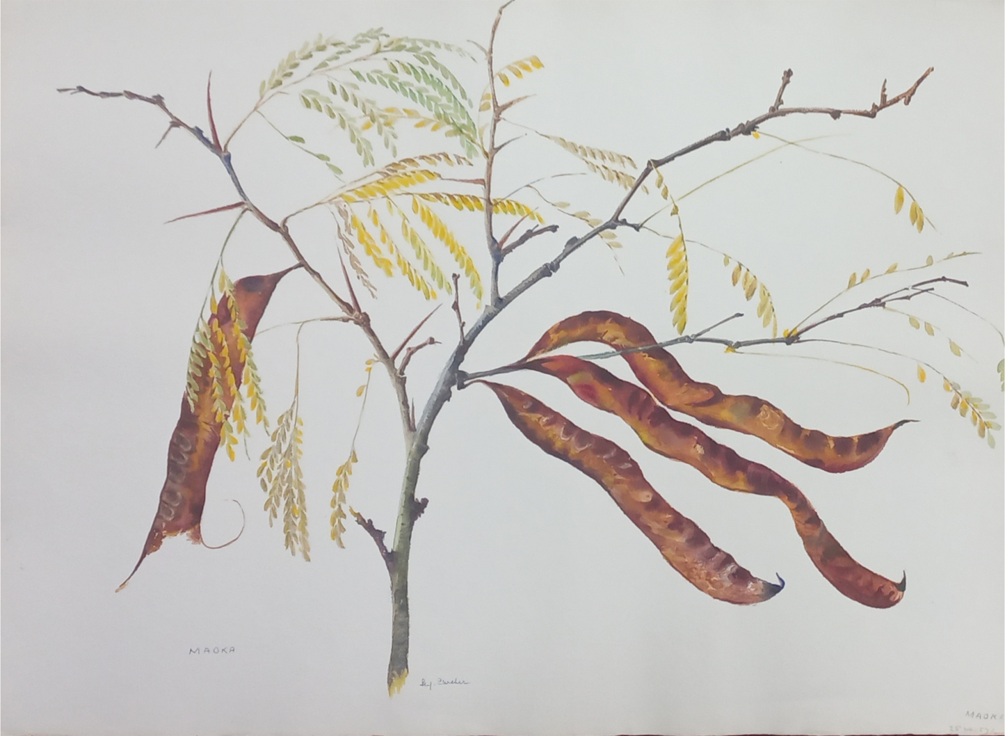 Suz Zurcher original watercolour artwork on artist paper depicting sweet thorn branches with curved brown seed pods and fine leaves