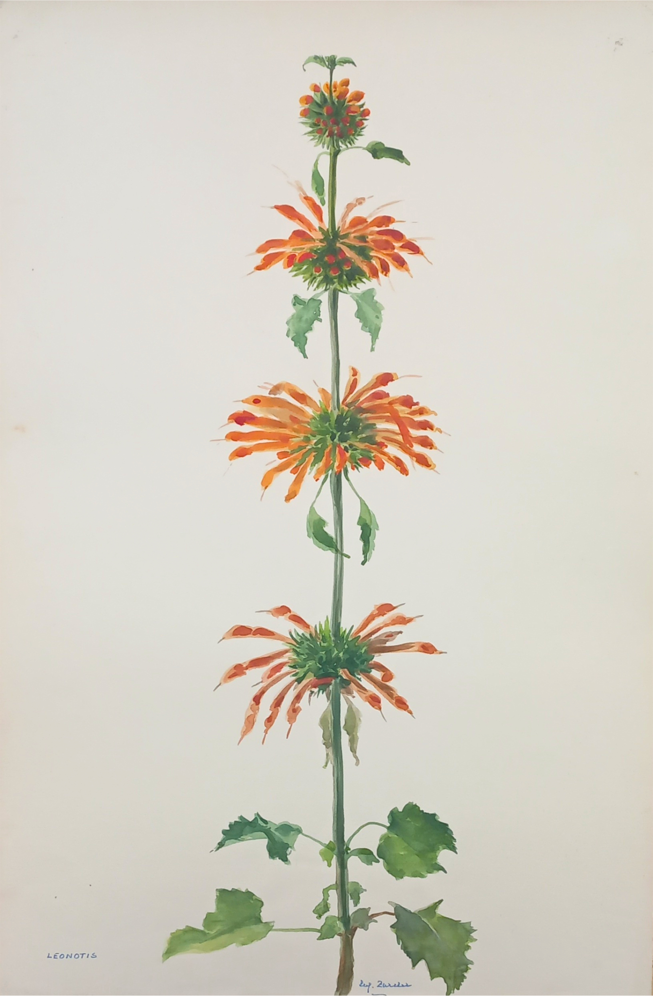Suz Zurcher original watercolour artwork on artist paper depicting wild dagga with tiered orange flowers and rich green leaves
