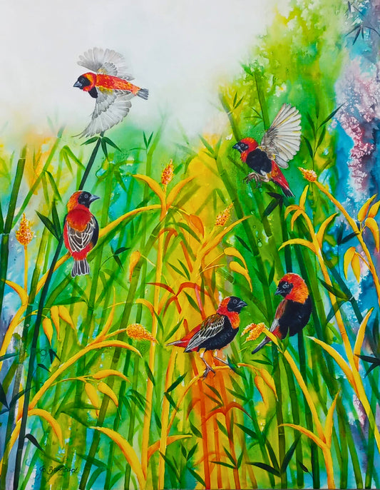 Red Bishops in Golden Grass