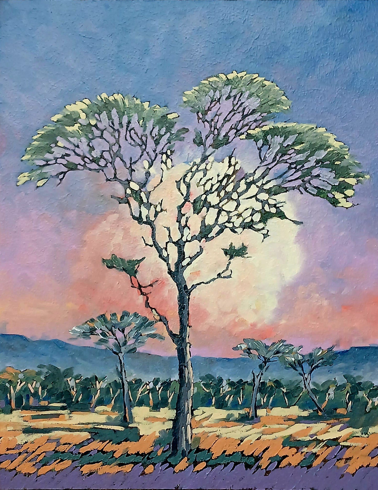 Acacia at Sunset