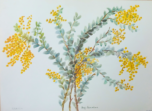 Botanical watercolour by Suz Zurcher of flowering acacia branches with yellow blossoms and soft blue-green foliage. 