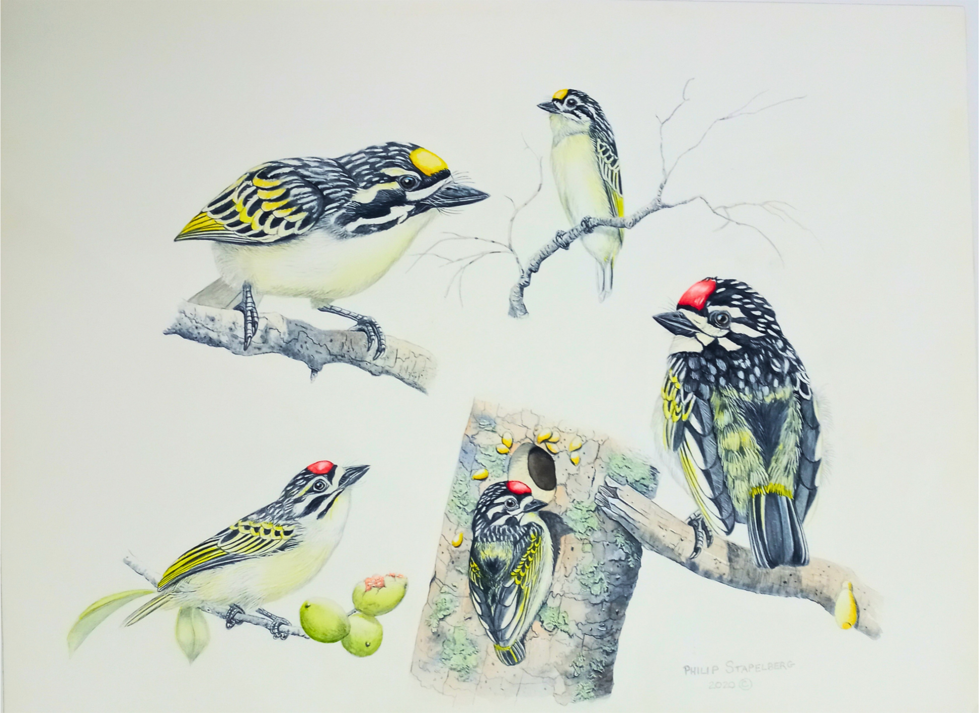 Philip Stapelberg original artwork featuring an Acacia Pied Barbet study with multiple birds, branches and nesting detail.