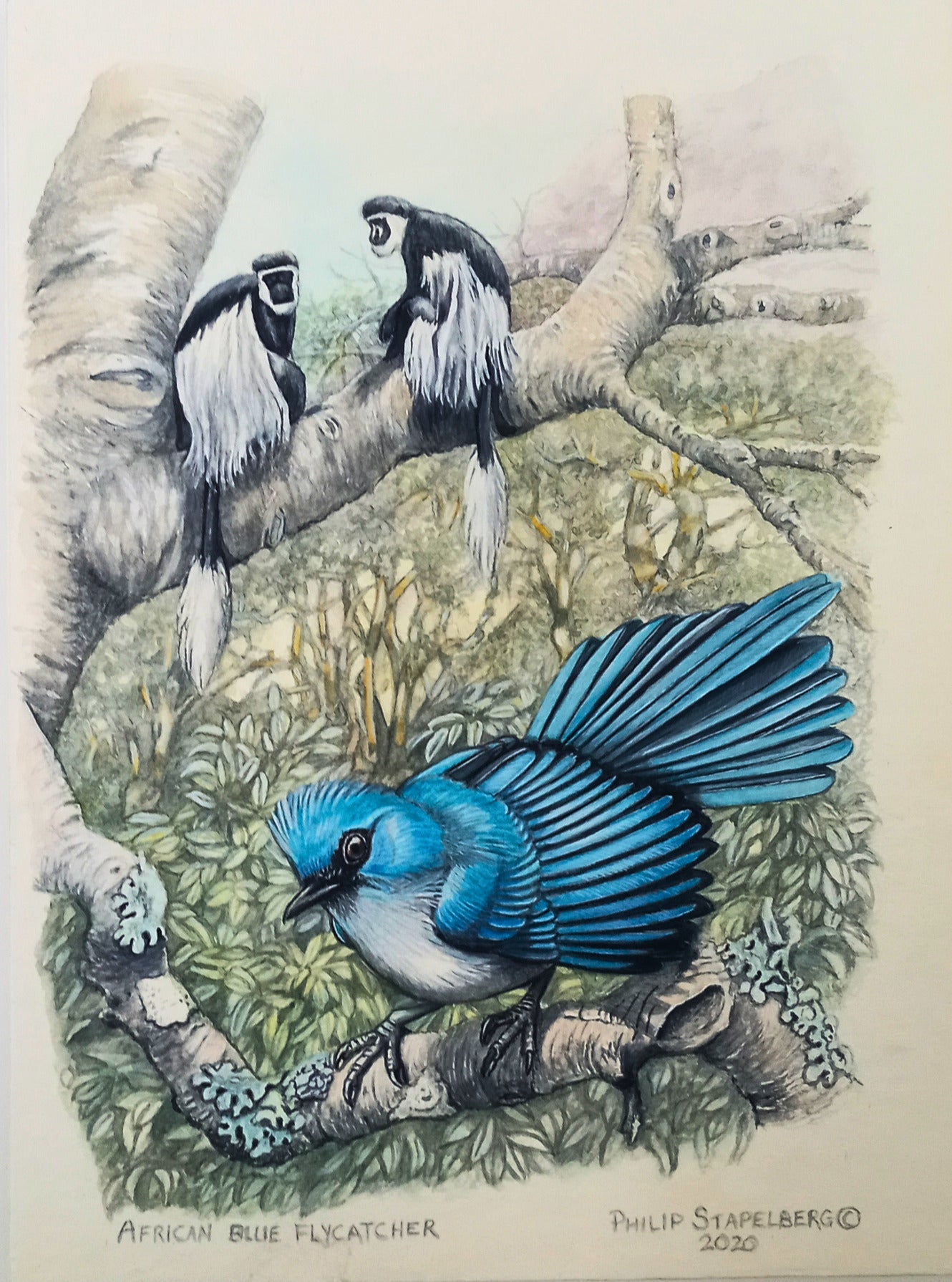 Philip Stapelberg original artwork featuring an African Blue Flycatcher on a branch with black-and-white colobus monkeys in the background.