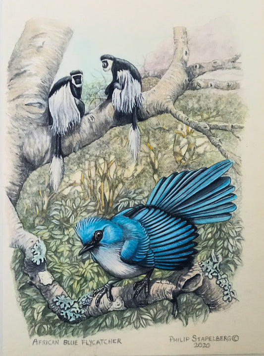 Philip Stapelberg original artwork featuring an African Blue Flycatcher on a branch with black-and-white colobus monkeys in the background.