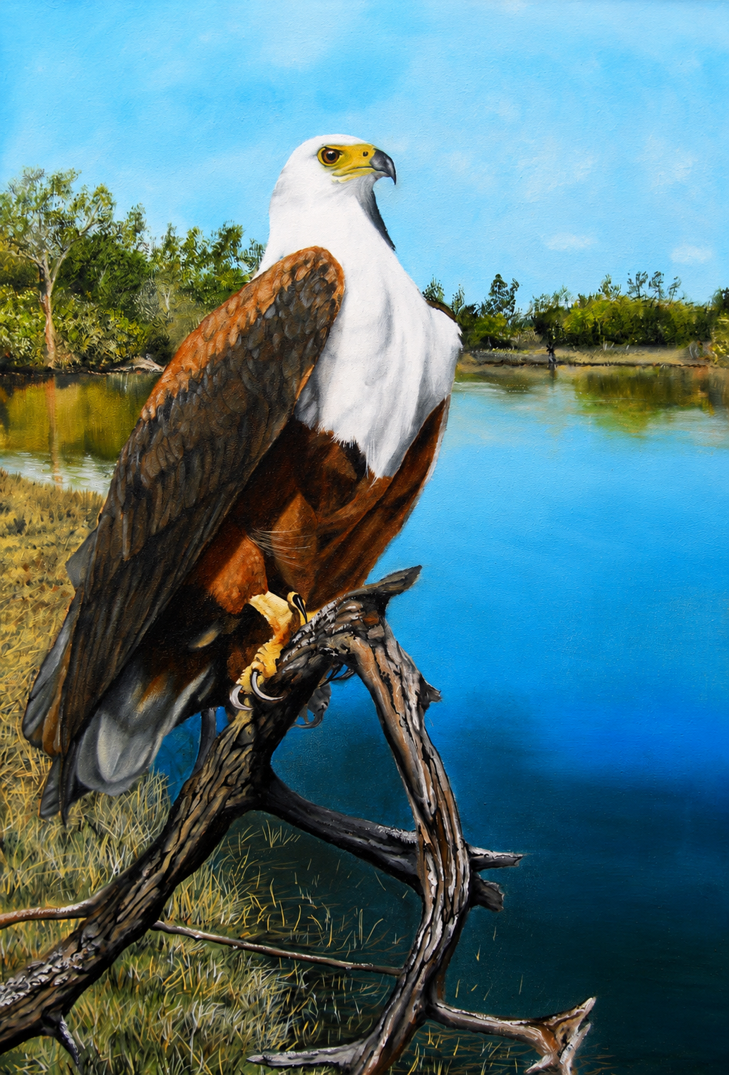 Original oil artwork featuring an African fish eagle perched on a branch beside calm blue water and green foliage.