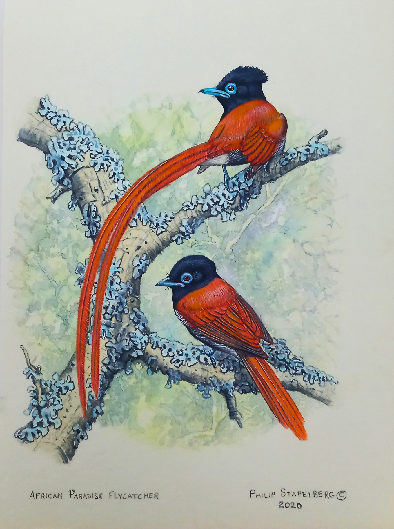 Philip Stapelberg original artwork featuring an African Paradise Flycatcher pair perched on lichen-covered branches.