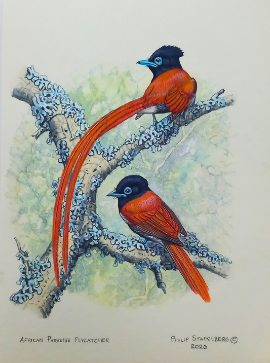 Philip Stapelberg original artwork featuring an African Paradise Flycatcher pair perched on lichen-covered branches.