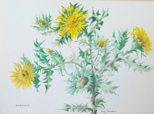 Botanical watercolour by Suz Zurcher of berkheya flowers with yellow blooms and softly spined green foliage. 