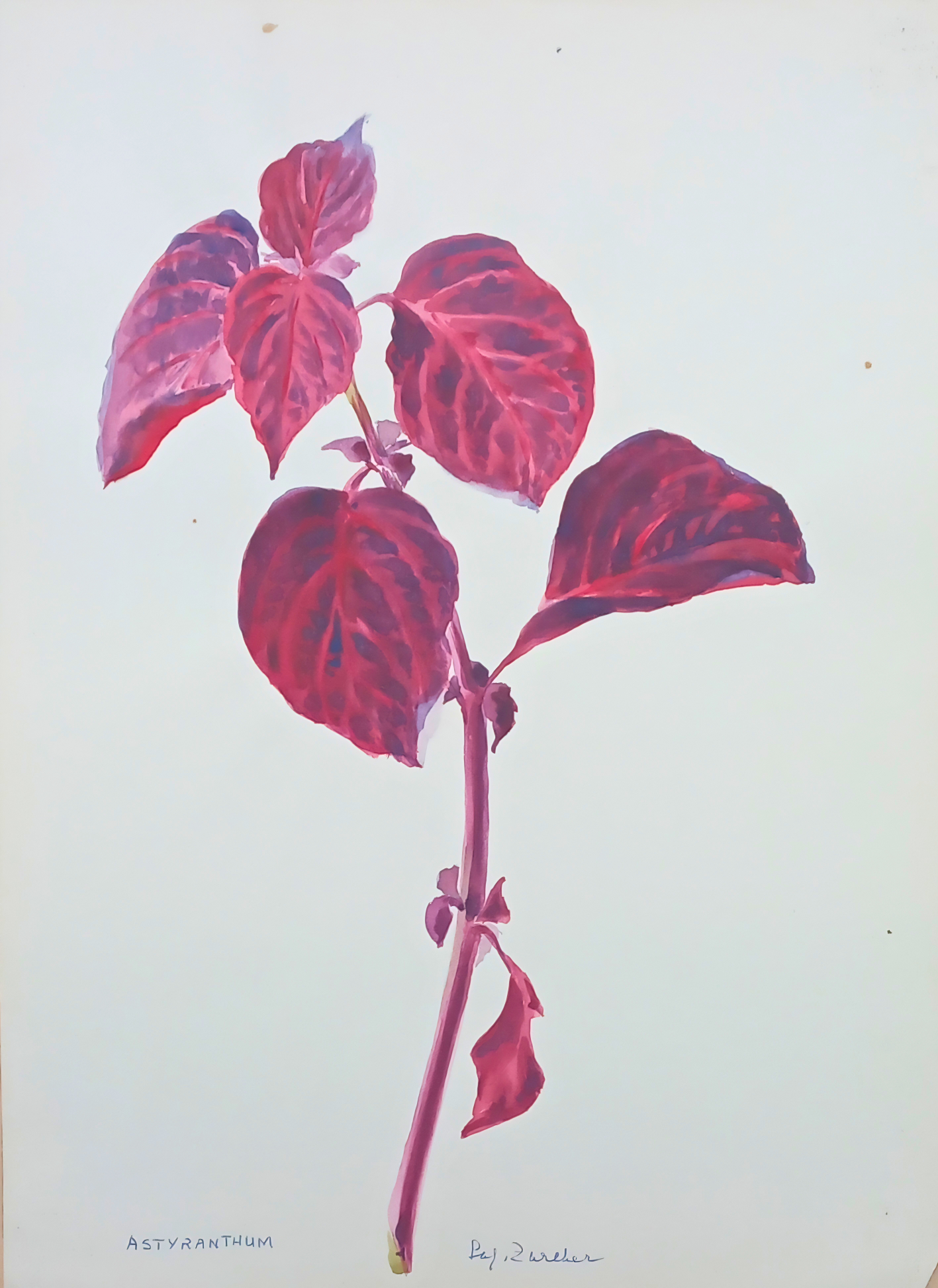 Botanical watercolour by Suz Zurcher of bloodleaf foliage with richly veined crimson, magenta and plum-toned leaves. 