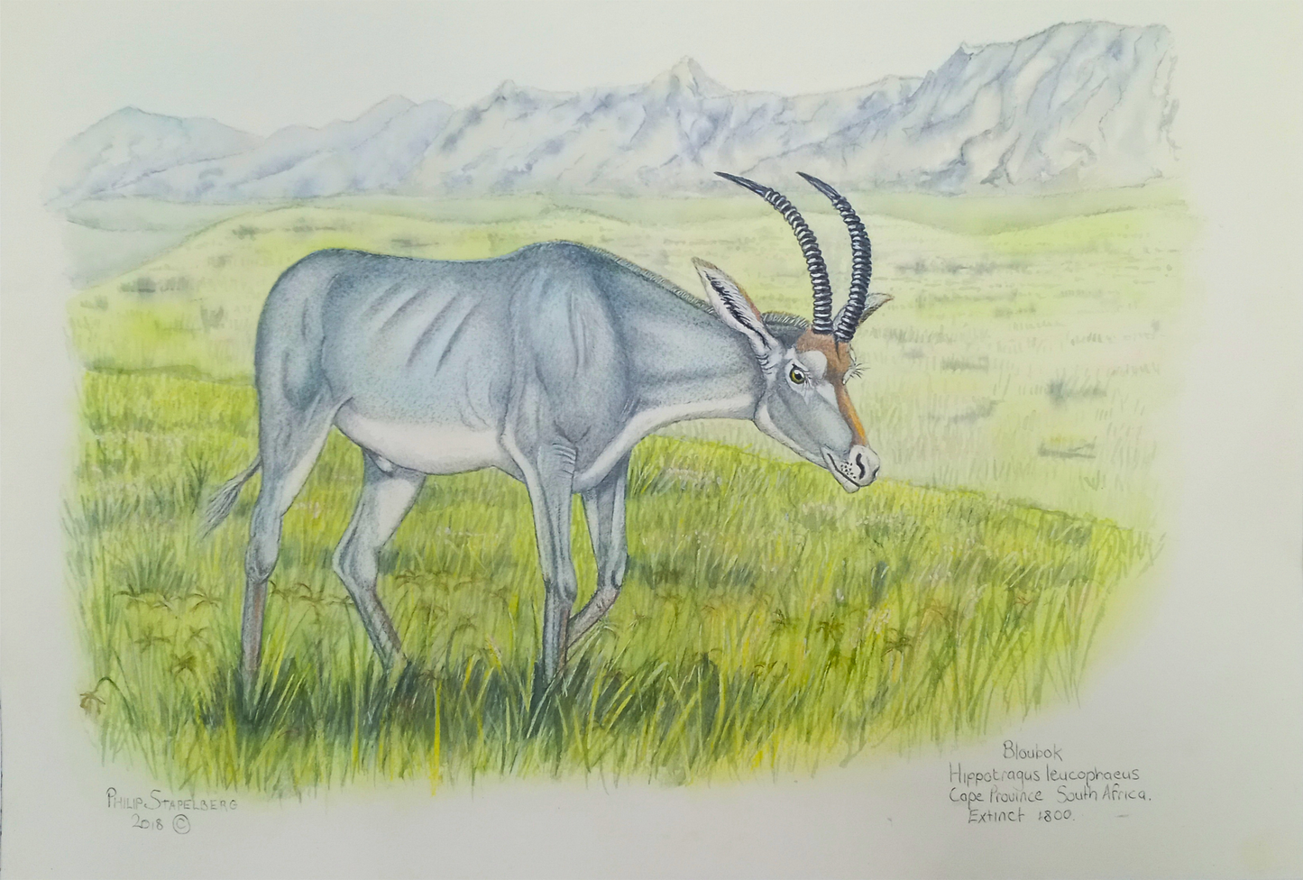 Philip Stapelberg original artwork featuring a Bloubok antelope standing in open grassland with mountains in the background.