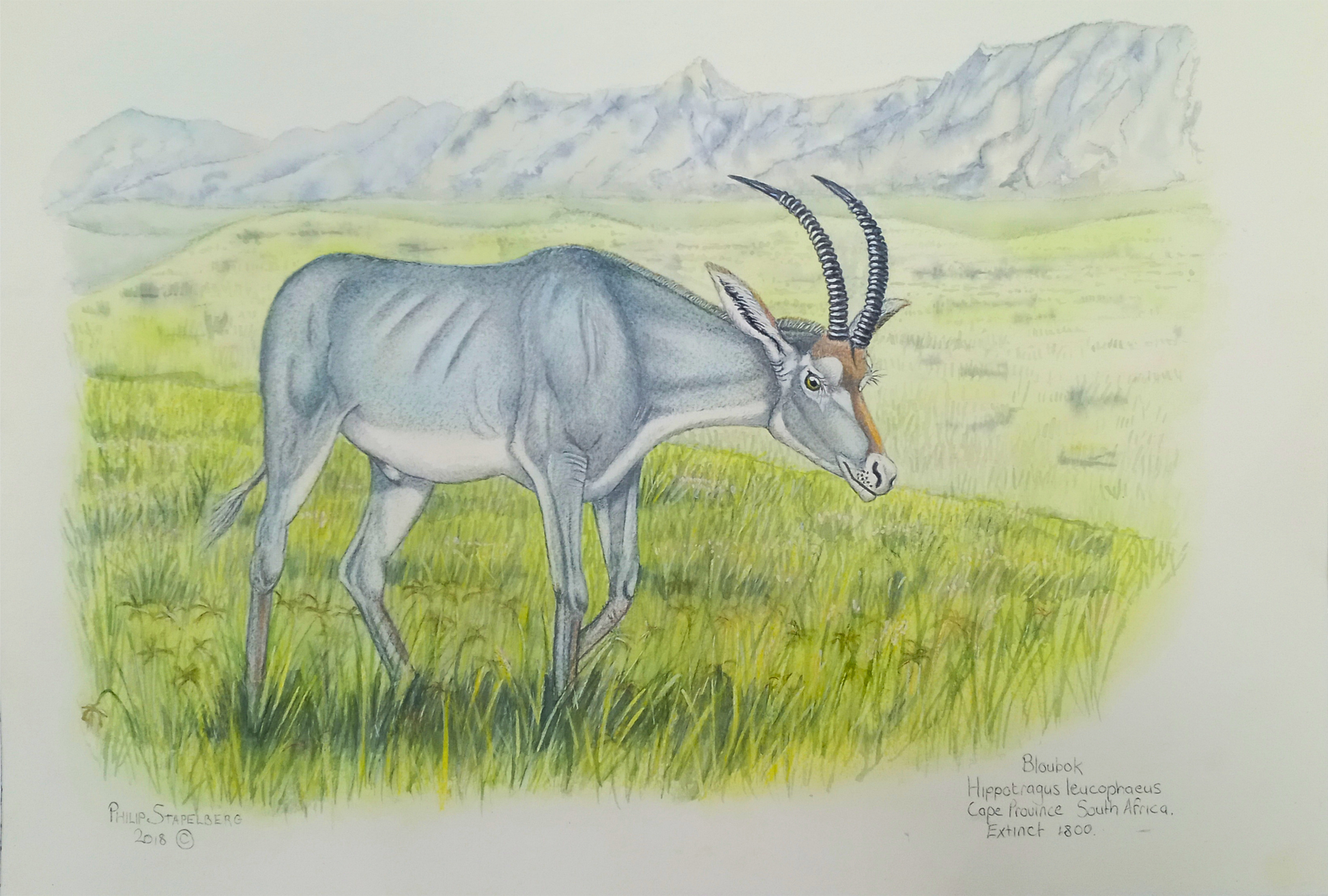 Philip Stapelberg original artwork featuring a Bloubok antelope standing in open grassland with mountains in the background.