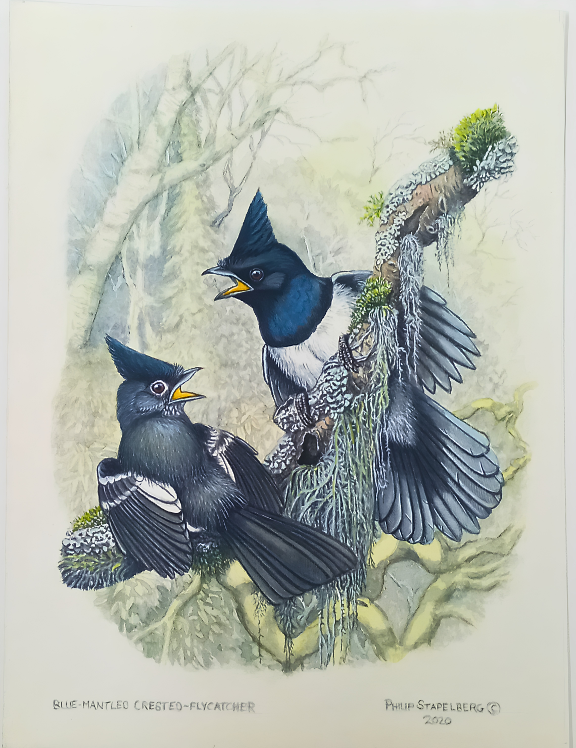 Philip Stapelberg original artwork featuring a Blue-mantled Crested-Flycatcher pair perched on a moss-covered branch in a forest setting.