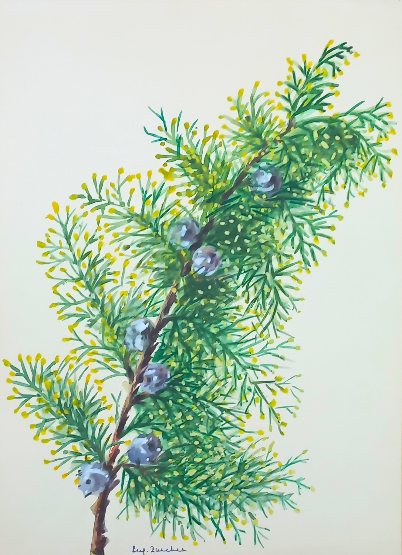Botanical watercolour by Suz Zurcher of a bottlebrush-style branch with fine green foliage, yellow flowers and blue-grey seed capsules. 