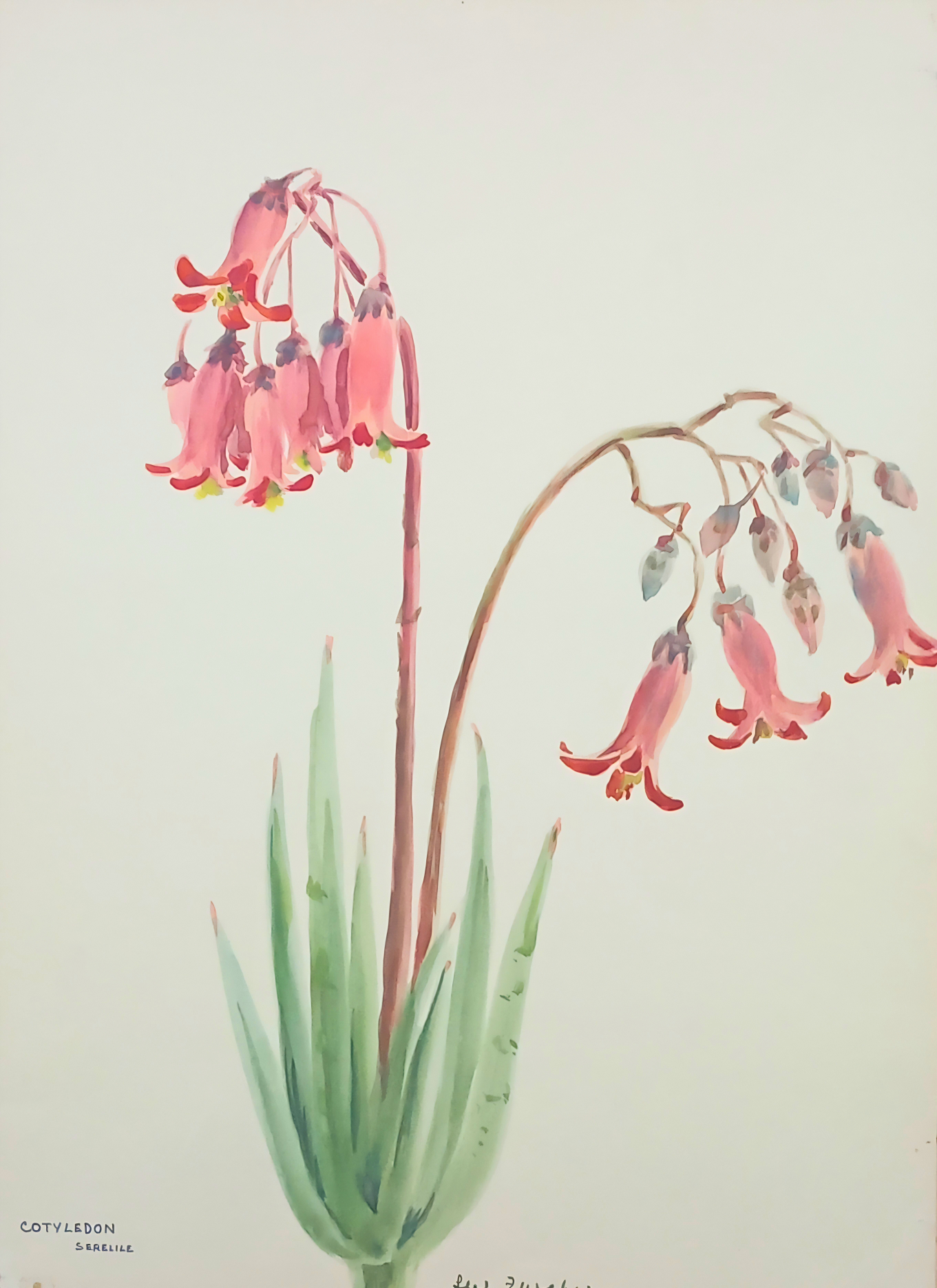 Botanical watercolour by Suz Zurcher of Cotyledon Serelile with pink bell-shaped flowers and pale green succulent leaves. 