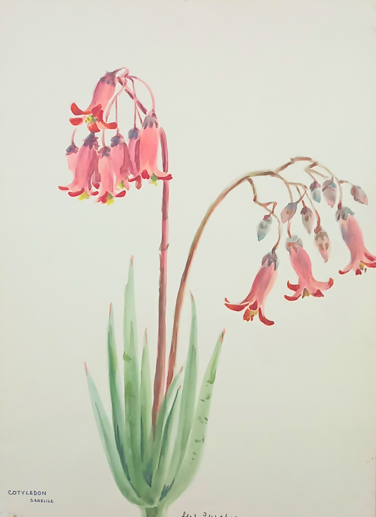 Botanical watercolour by Suz Zurcher of Cotyledon Serelile with pink bell-shaped flowers and pale green succulent leaves. 