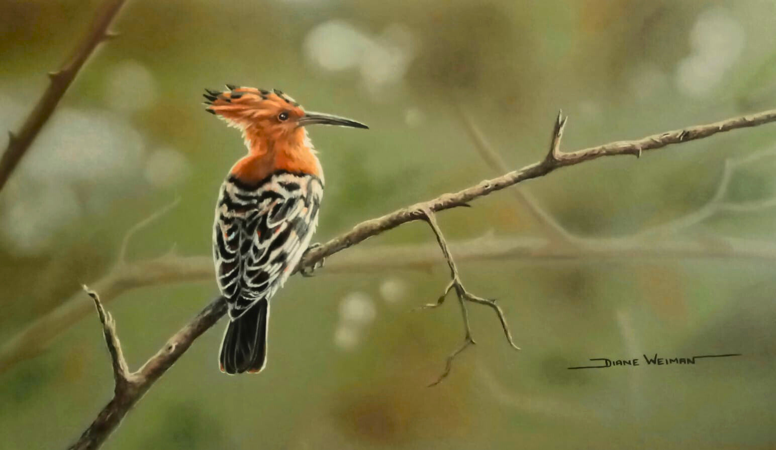 Pastel artwork of a southern ground hornbill (hoopoe) perched on a branch, its orange crest and patterned feathers vivid against a soft green background.