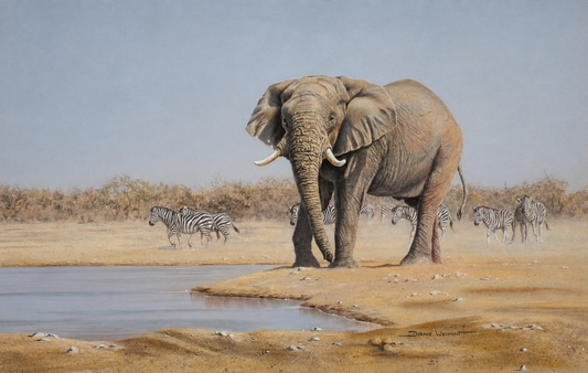 Realistic African wildlife artwork of an elephant at a waterhole with zebras in the background.