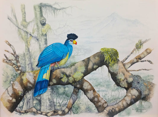 Philip Stapelberg original artwork featuring a Great Blue Turaco perched on a moss-covered branch in a soft forest setting.