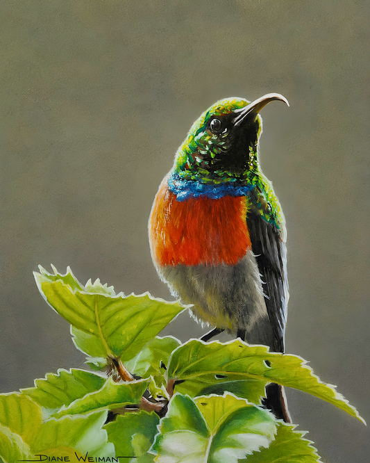 Original artwork featuring a colourful sunbird perched above fresh green leaves against a soft grey-green background.