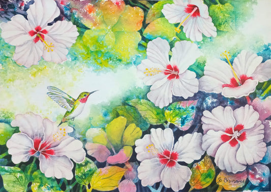 Sunbirds on Hibiscus