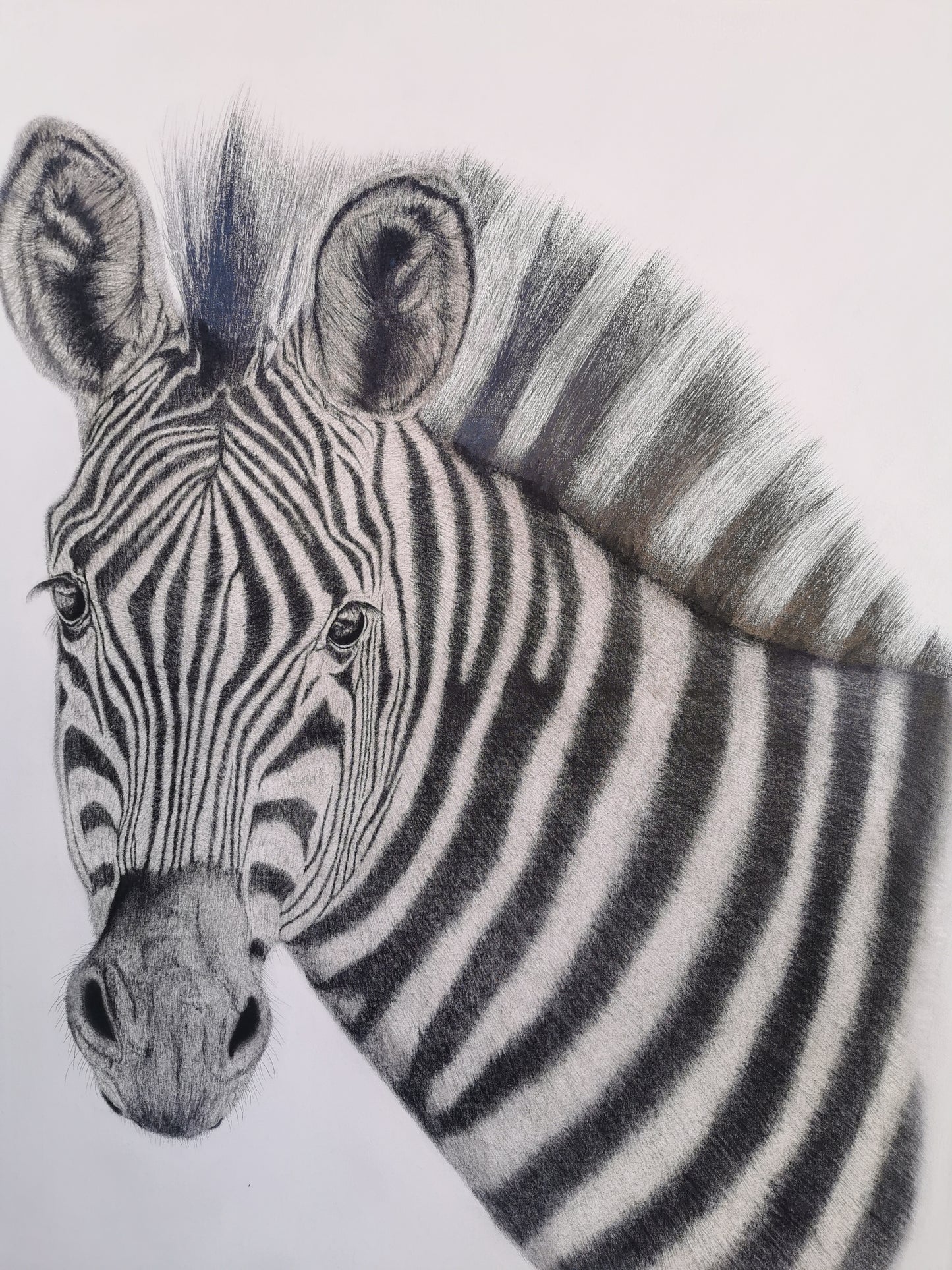 Monochrome Majesty - Zebra