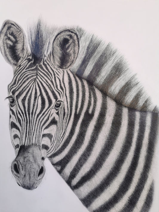 Monochrome Majesty - Zebra