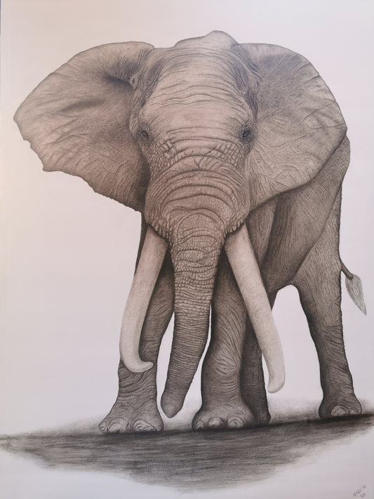 Detailed drawing of an elephant on a plain background