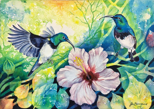 Sunbirds & Hibiscus