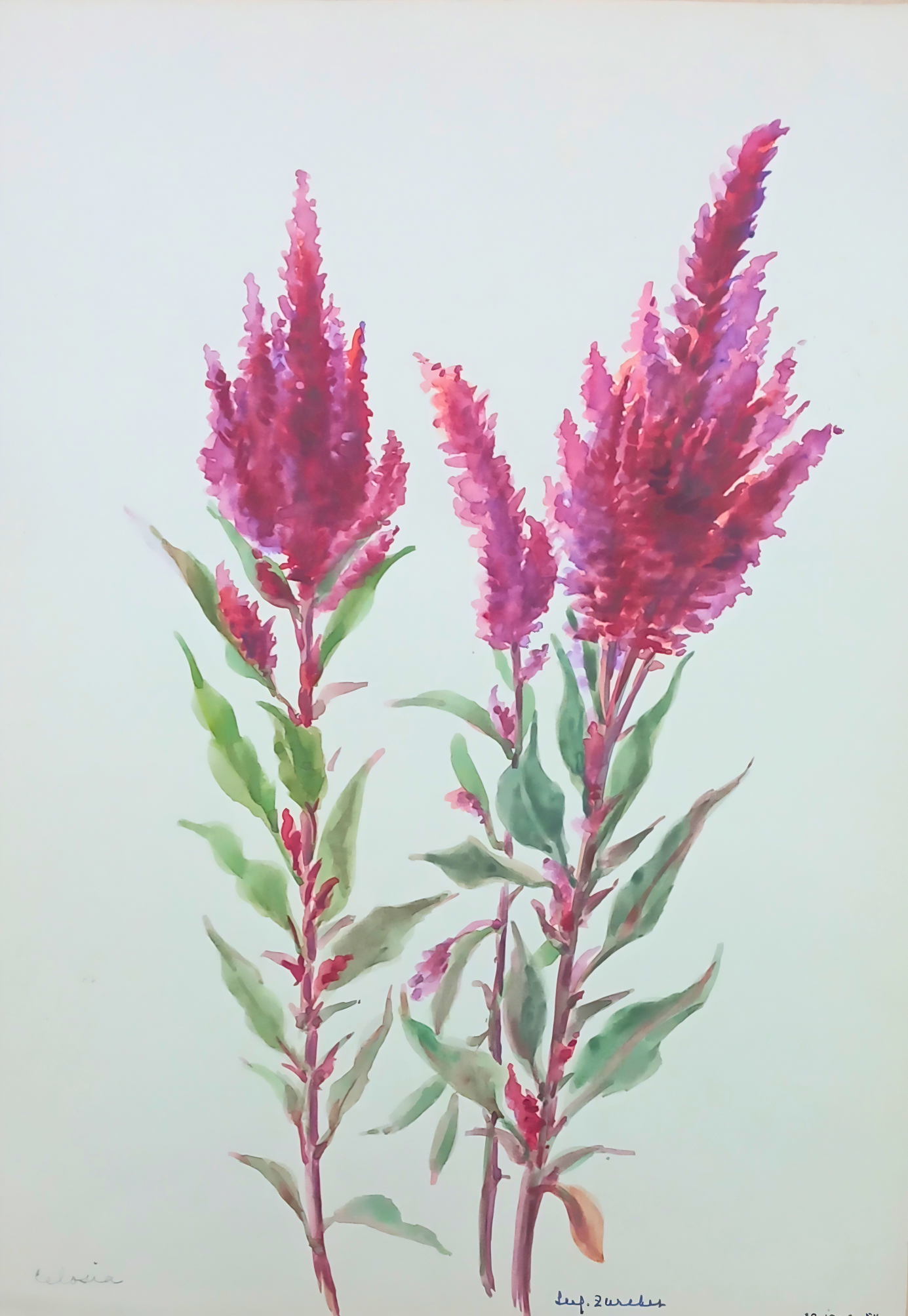 Botanical watercolour by Suz Zurcher of magenta celosia flowers with soft green leaves and expressive plume-like floral forms. 