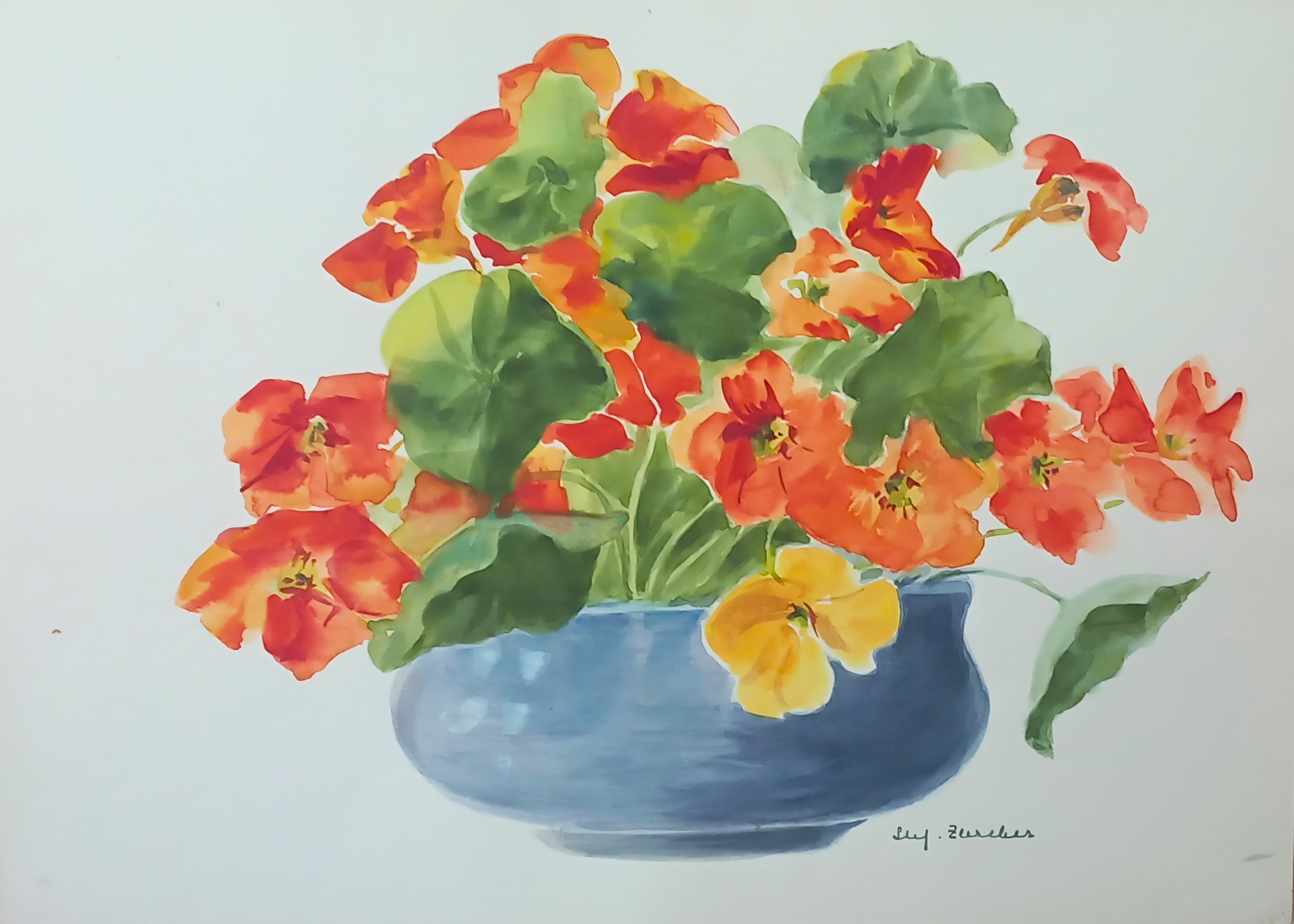 Botanical watercolour by Suz Zurcher of nasturtiums in a blue bowl, with orange and yellow flowers and rounded green leaves. 