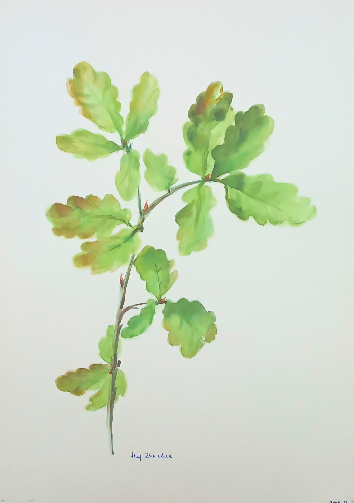 Botanical watercolour by Suz Zurcher of a slender branch with soft green oak leaves. 