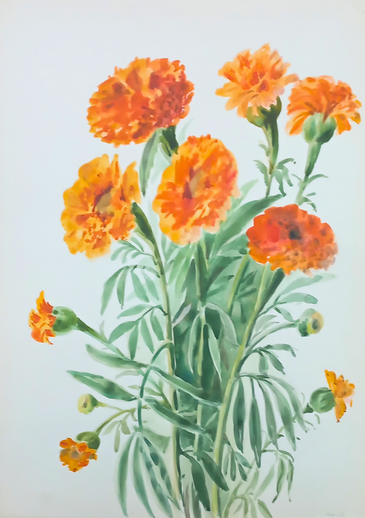 Bright botanical watercolour by Suz Zurcher of orange marigold flowers with soft green leaves and delicate floral detail. 