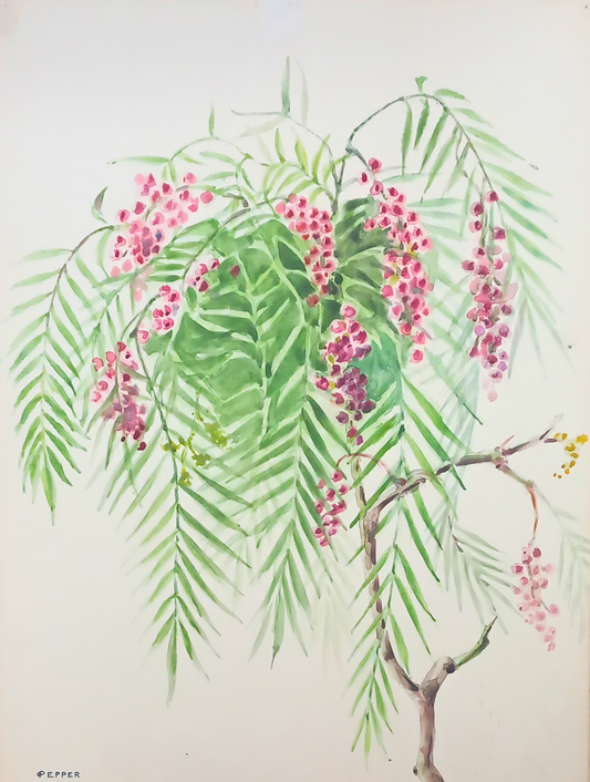 Botanical watercolour by Suz Zurcher of a pepper tree branch with fine green leaves and hanging clusters of pink berries. 