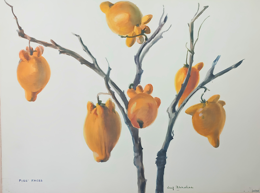 Botanical watercolour by Suz Zurcher of Pig’s Face succulent forms in warm orange, ochre and muted green tones. 